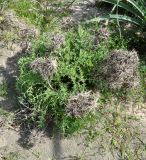 Carlina libanotica