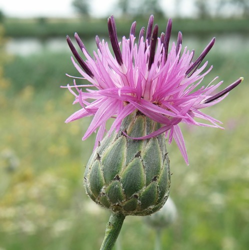 Изображение особи Centaurea adpressa.
