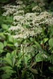 Rodgersia aesculifolia