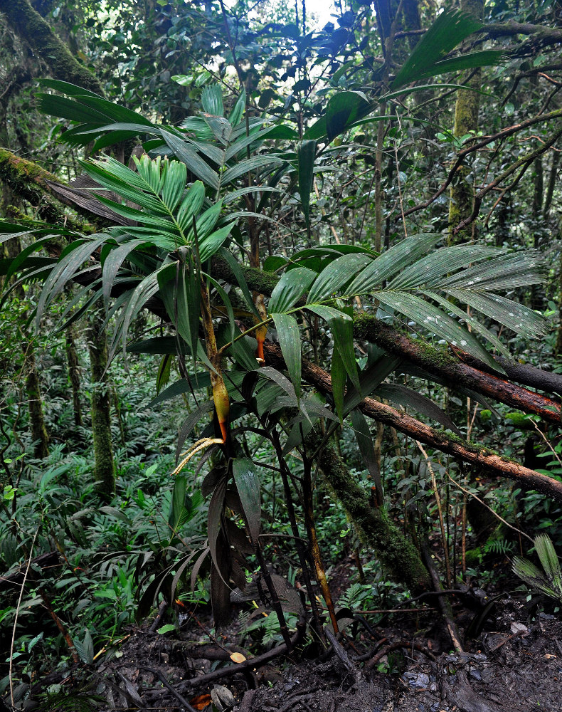 Изображение особи Pinanga polymorpha.