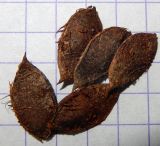 Image of taxon representative. Author is Анна Малыхина