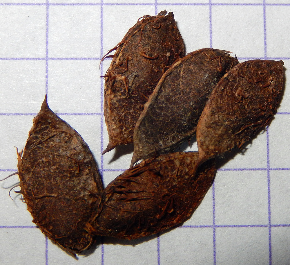 Image of Glycyrrhiza foetidissima specimen.