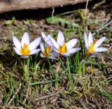 Crocus cyprius