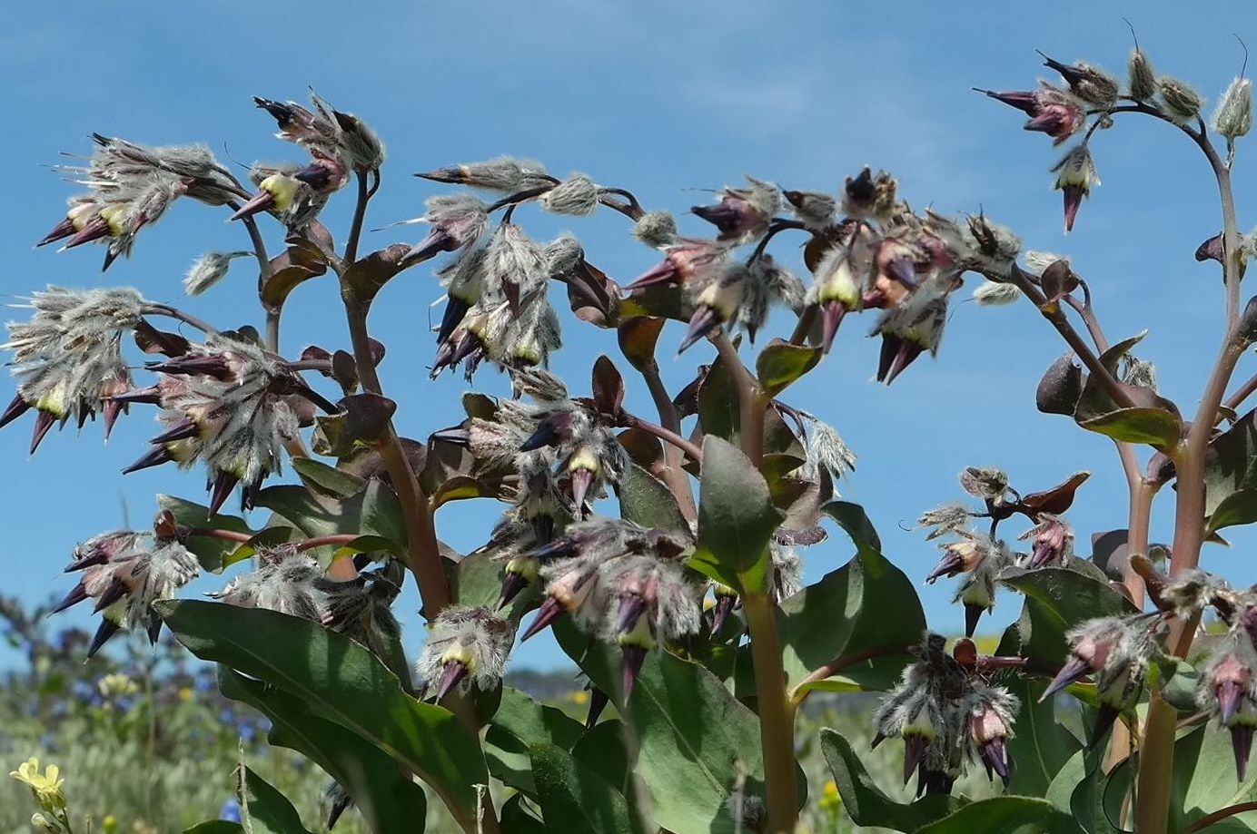 Изображение особи Rindera tetraspis.