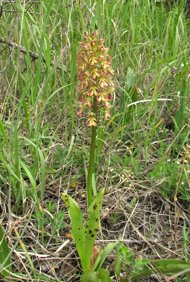 Image of Orchis × wulffiana specimen.