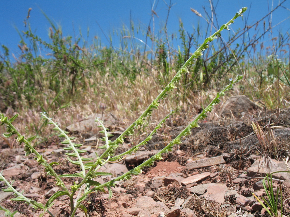 Изображение особи Lappula sessiliflora.