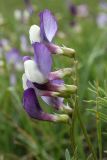 Vicia subvillosa