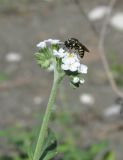 Image of taxon representative. Author is Александр Фатерыга