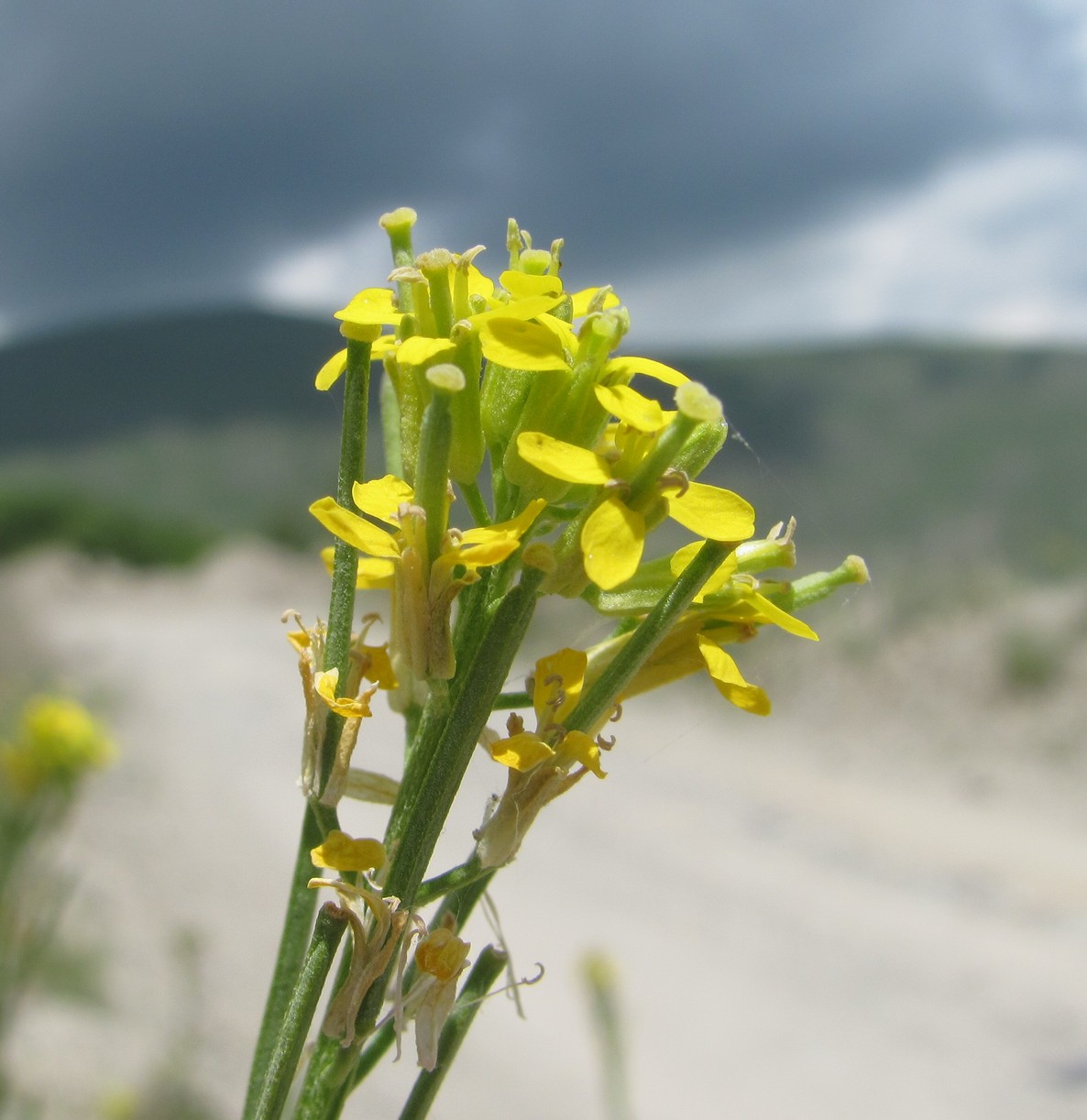 Изображение особи Erysimum brevistylum.