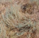 Noaea mucronata