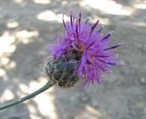 Centaurea pseudoscabiosa подвид glehnii. Верхушка побега с соцветием. Дагестан, г/о Махачкала, гора Тарки-Тау, у лесной дороги. 31.05.2019.