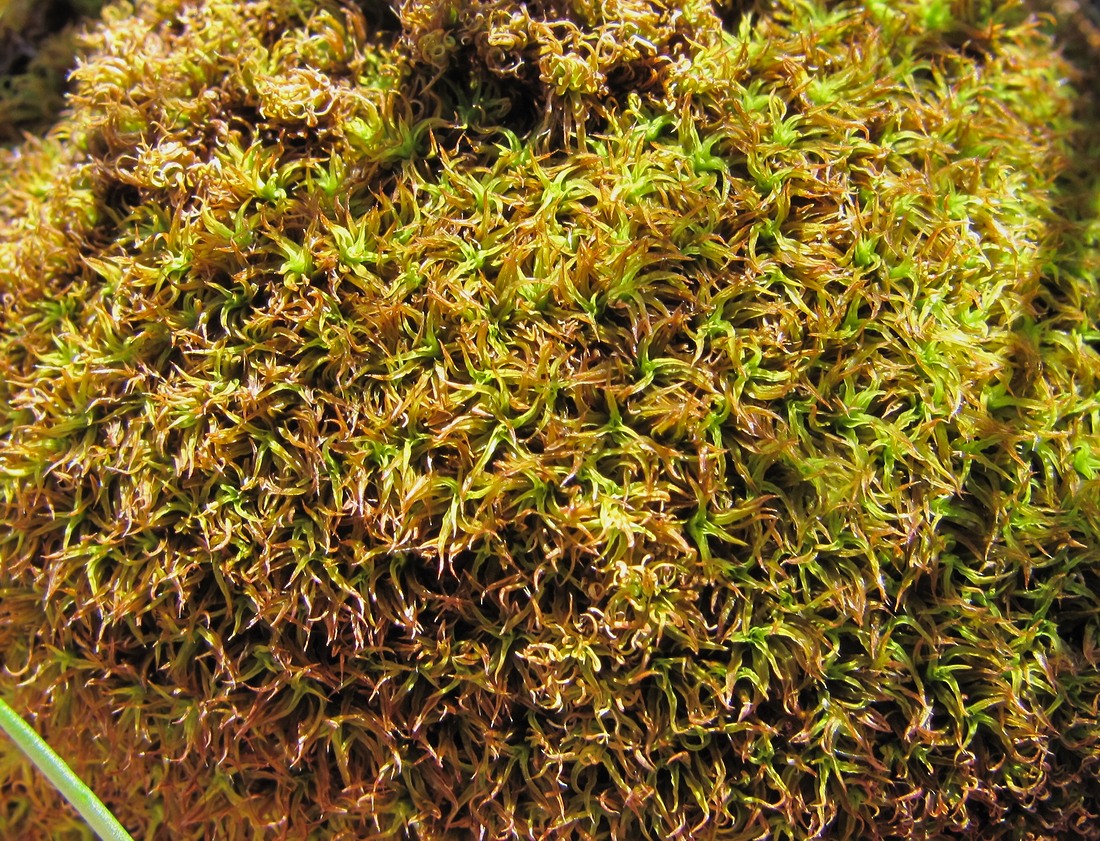 Image of class Bryopsida specimen.