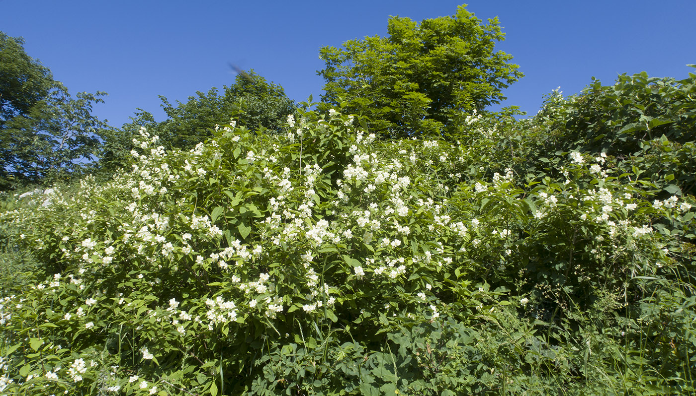 Изображение особи Philadelphus caucasicus.