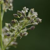 Lepidium latifolium. Плоды. Санкт-Петербург, пустырь. 18.07.2010.