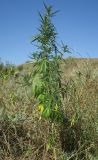 Cannabis sativa var. spontanea
