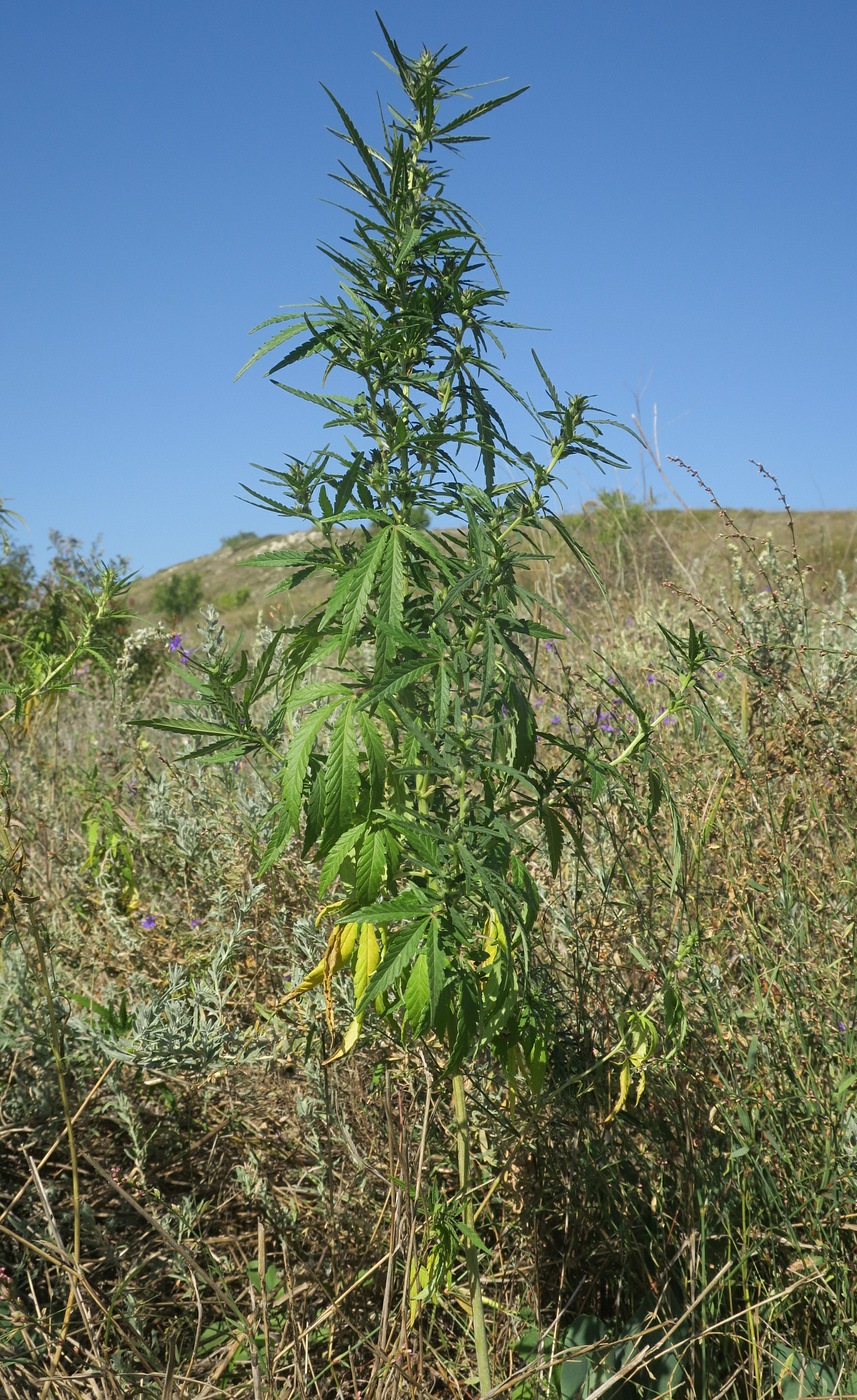 Image of Cannabis sativa var. spontanea individual.