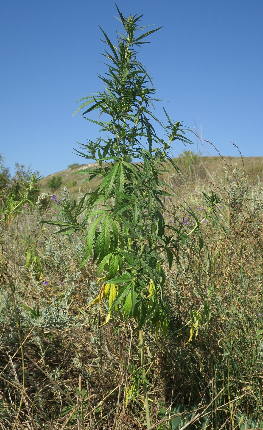 Image of Cannabis sativa var. spontanea specimen.