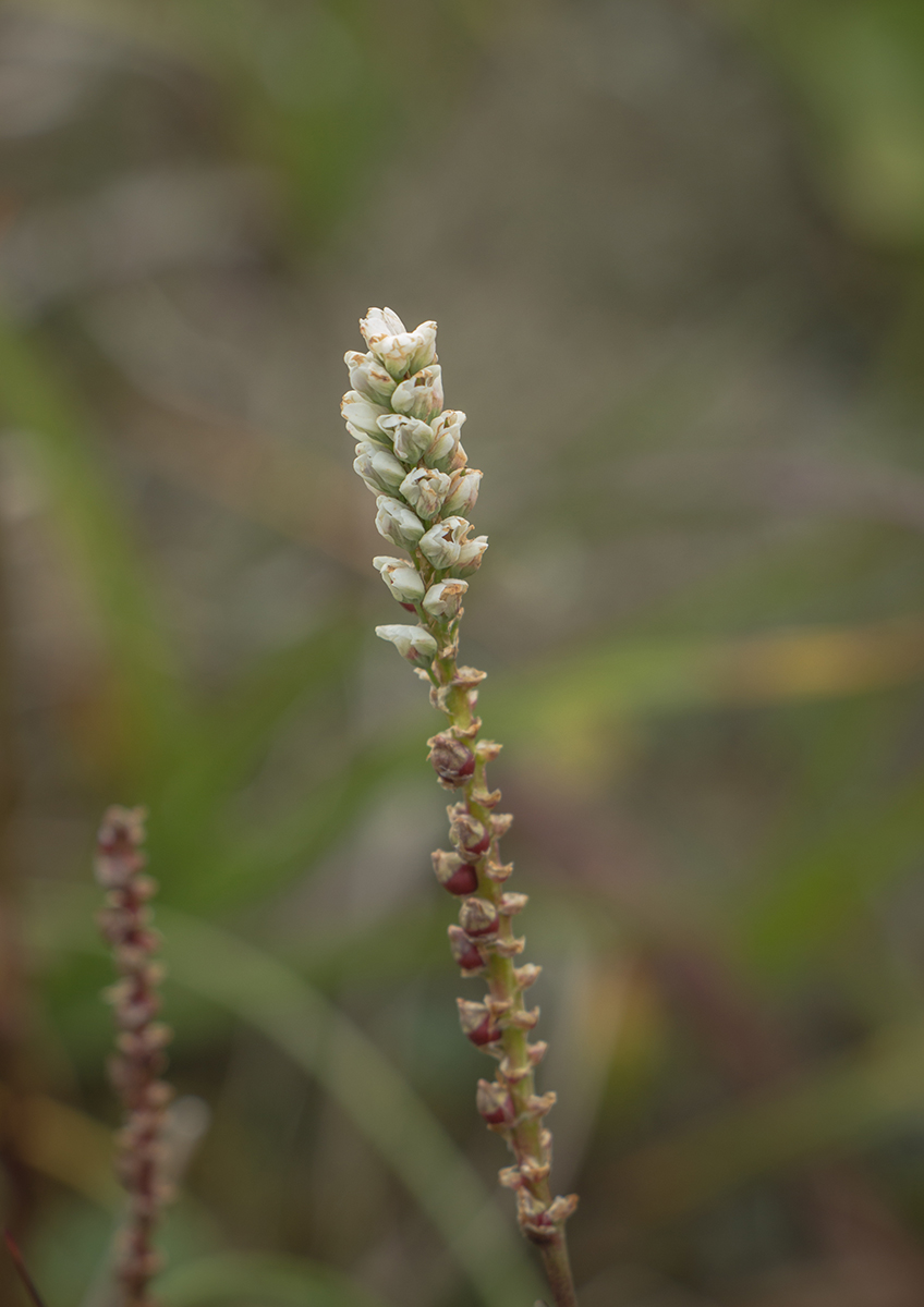 Image of Bistorta vivipara specimen.