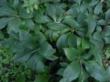 View full-size image Helleborus caucasicus