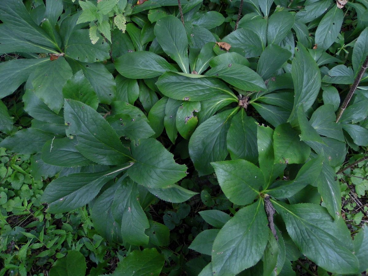 Image of Helleborus caucasicus specimen.