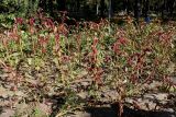 Amaranthus caudatus. Плодоносящие растения. Китай, Харбин, Хэйлунцзянский лесной ботанический сад, в культуре. 06.10.2019.