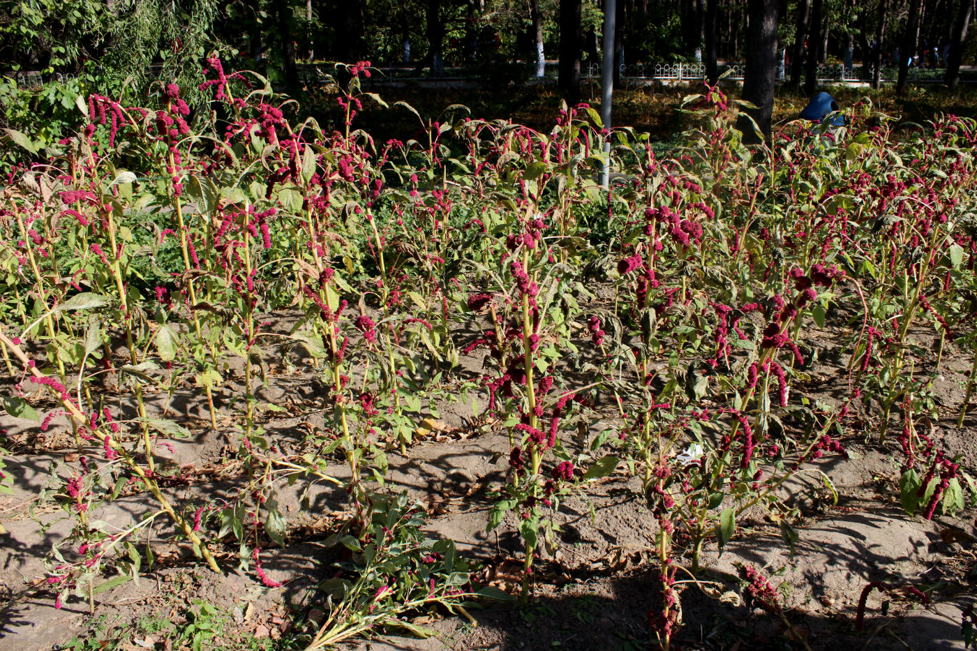 Image of Amaranthus caudatus specimen.