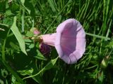 Calystegia spectabilis. Цветок. Иркутская обл, Слюдянский р-н, окр. пос. Култук, долина р. Култучная, луг. 17.07.2019.