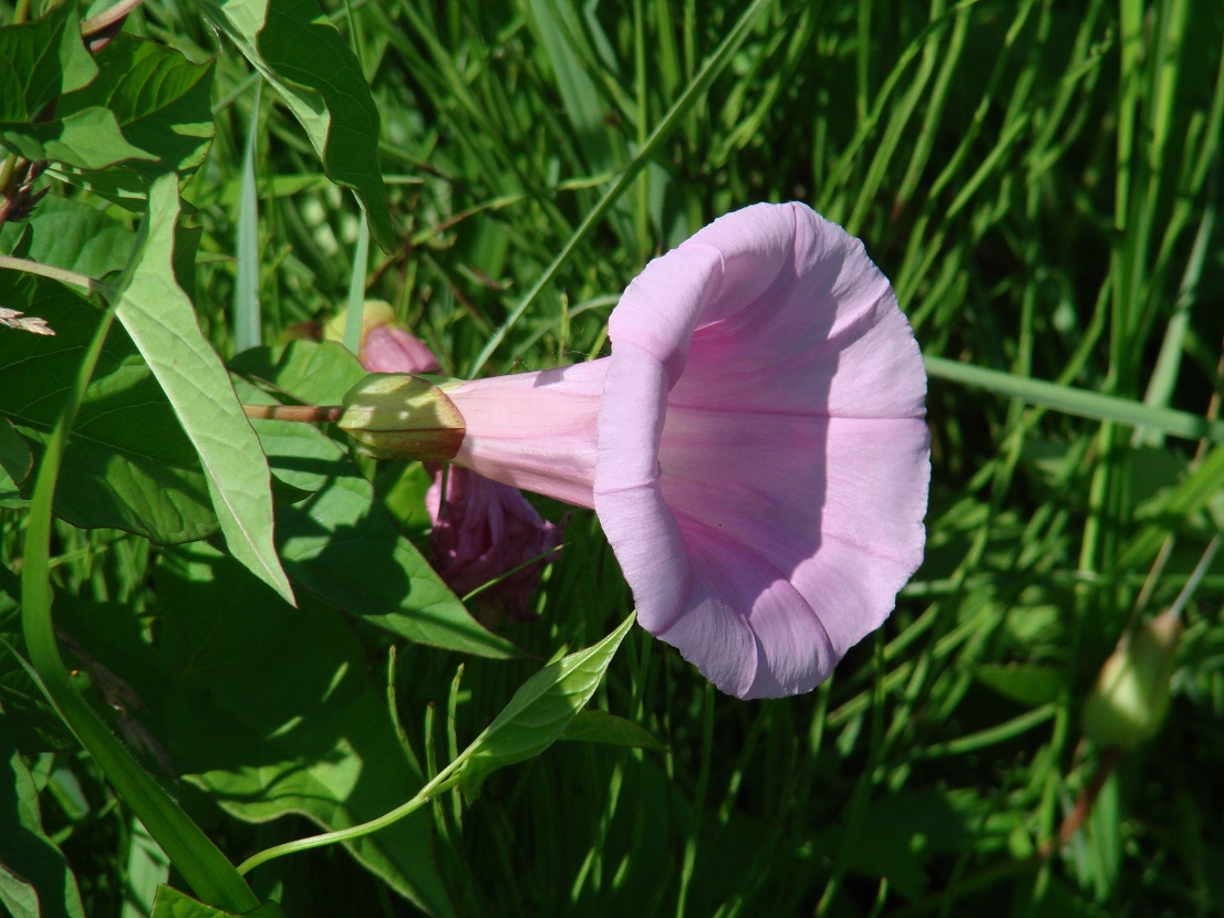 Изображение особи Calystegia spectabilis.