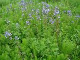 Polemonium chinense