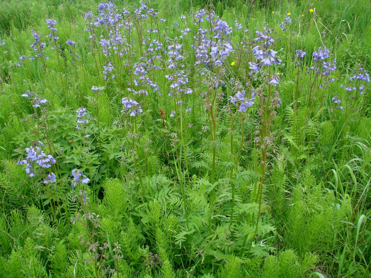 Изображение особи Polemonium chinense.