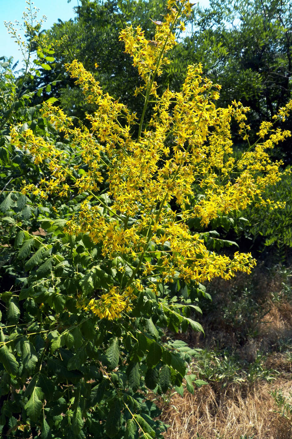 Image of Koelreuteria paniculata specimen.