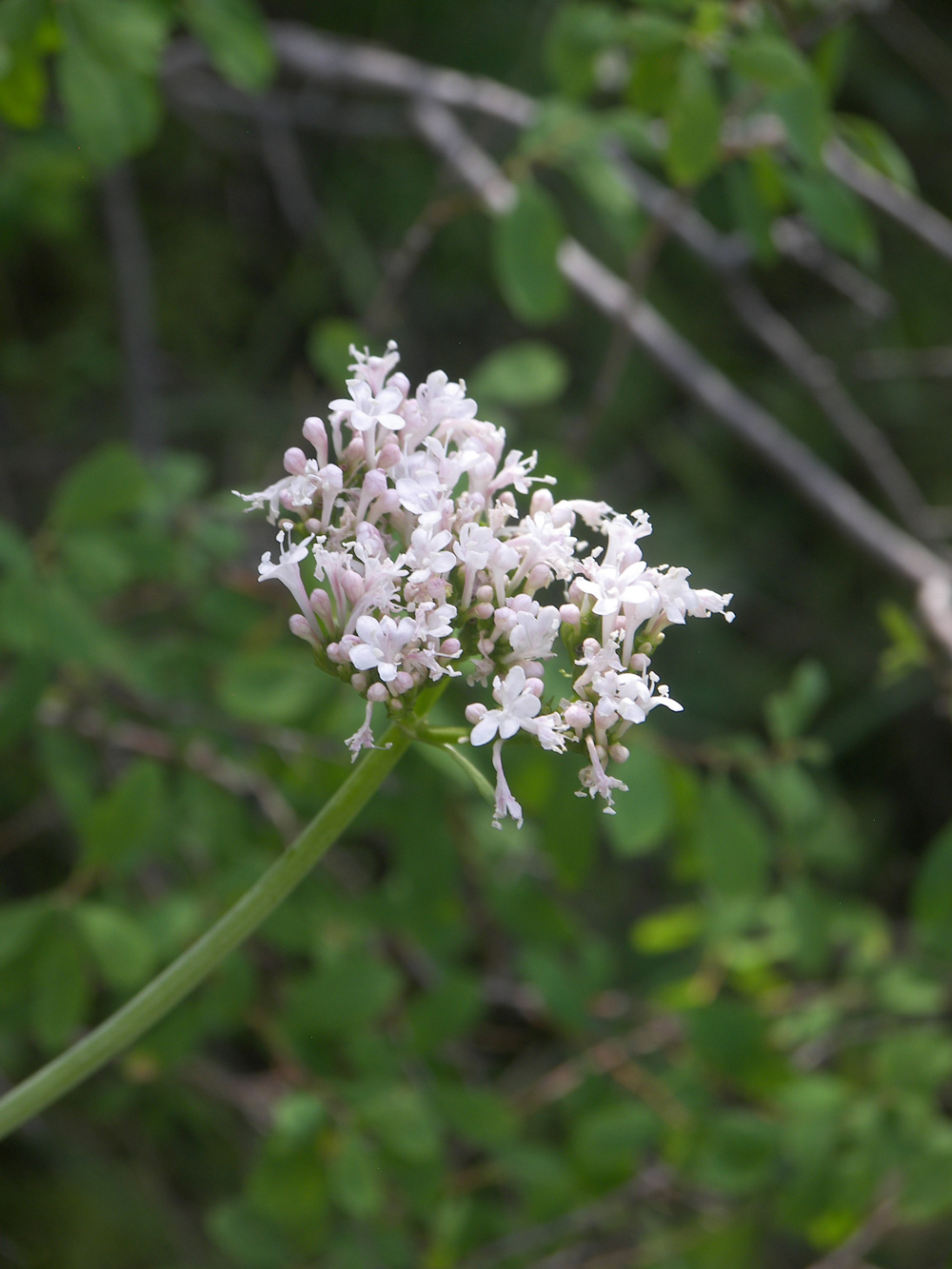 Изображение особи Valeriana sisymbriifolia.