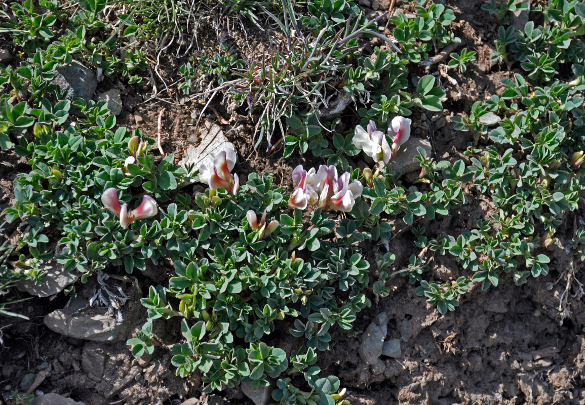 Image of Trifolium eximium specimen.