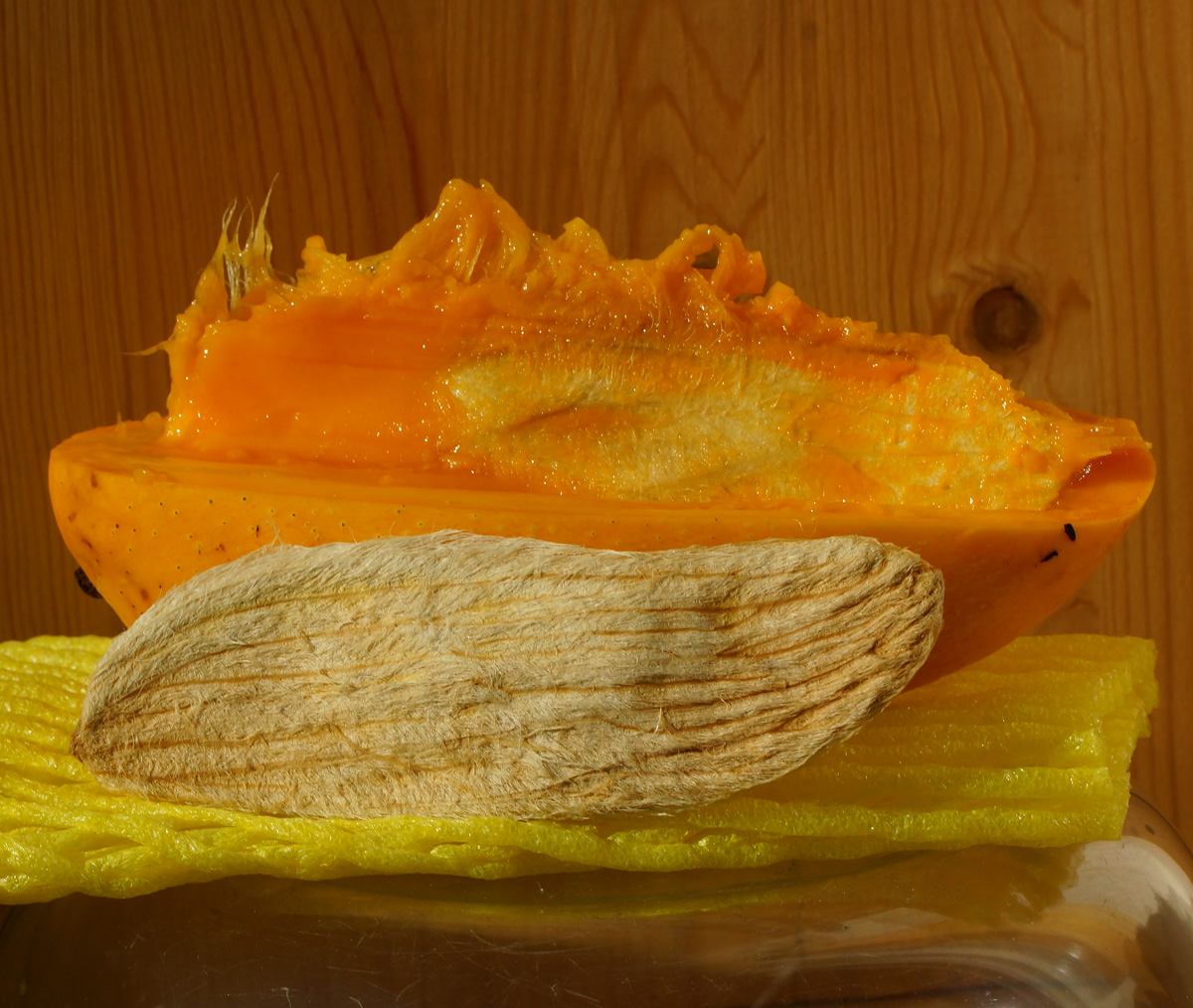 Изображение особи Mangifera indica .