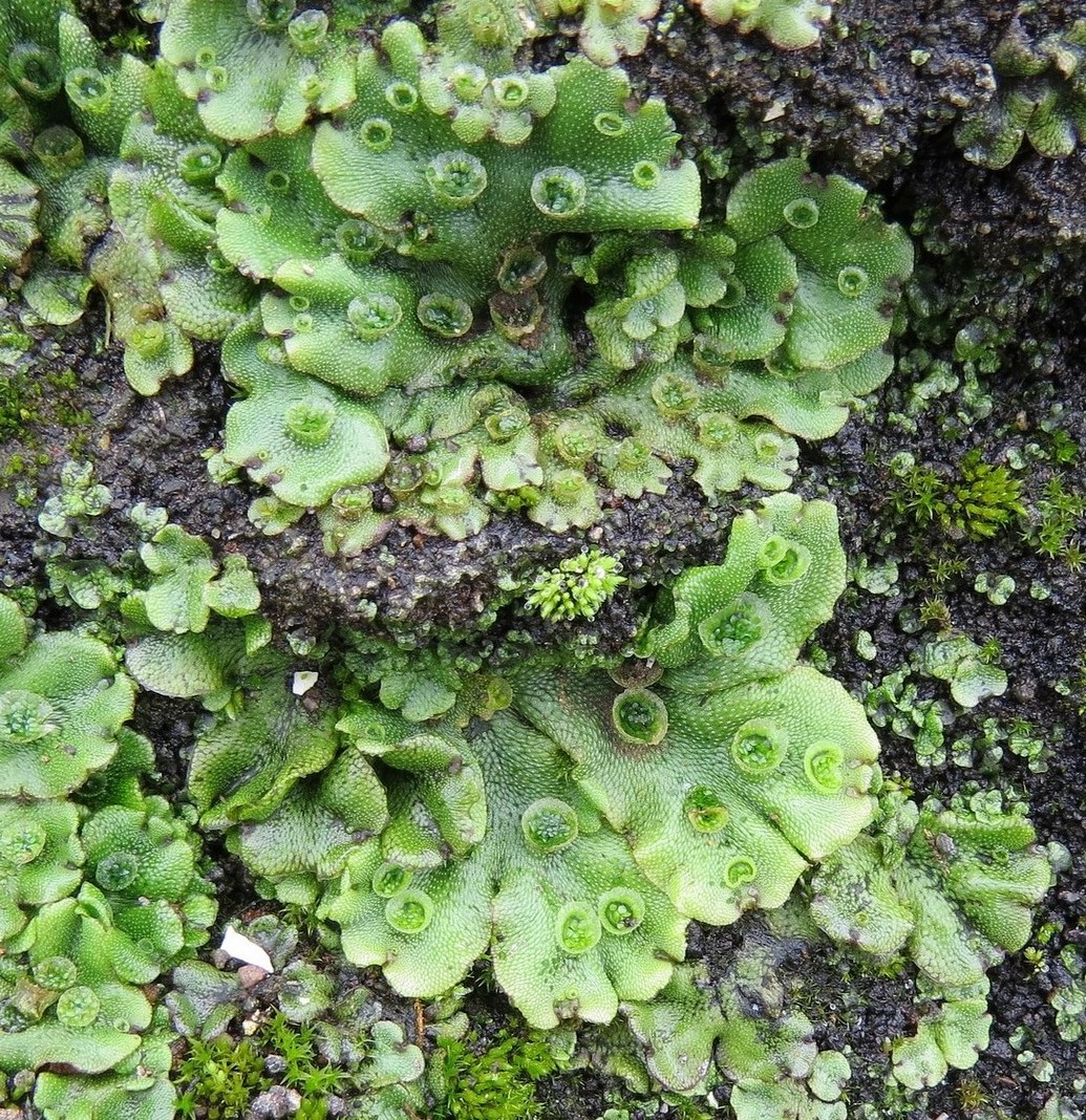 Image of Marchantia polymorpha specimen.