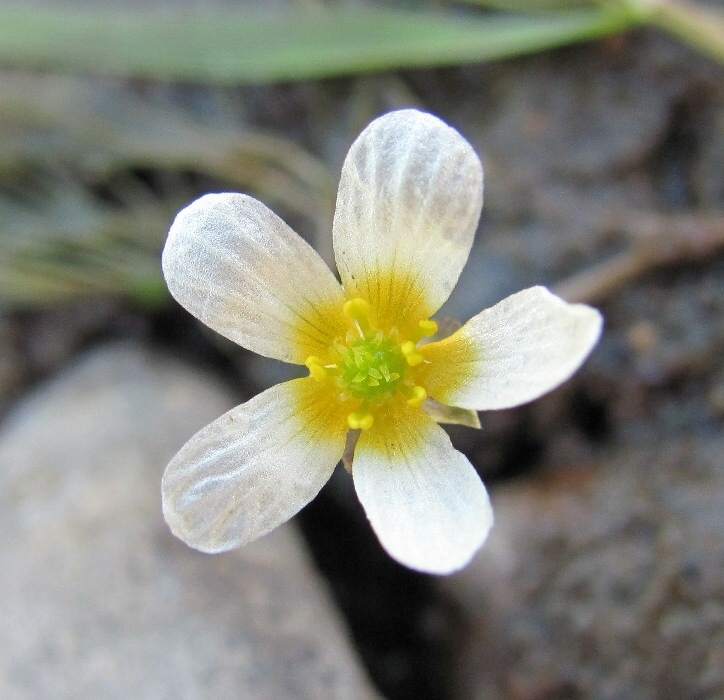 Image of Ranunculus trichophyllus specimen.