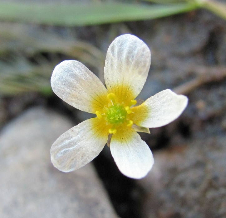 Изображение особи Ranunculus trichophyllus.