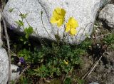 Papaver croceum. Цветущее и плодоносящее растение. Кыргызстан, Чуйская обл., Аламудунский р-н, долина р. Ала-Арча, пойма. 27.05.2019.