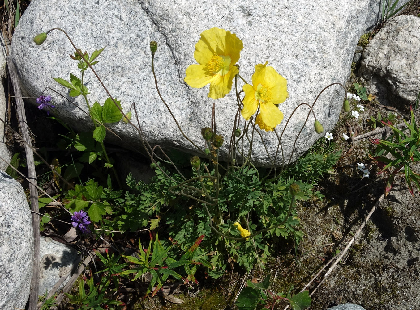 Image of Papaver croceum specimen.