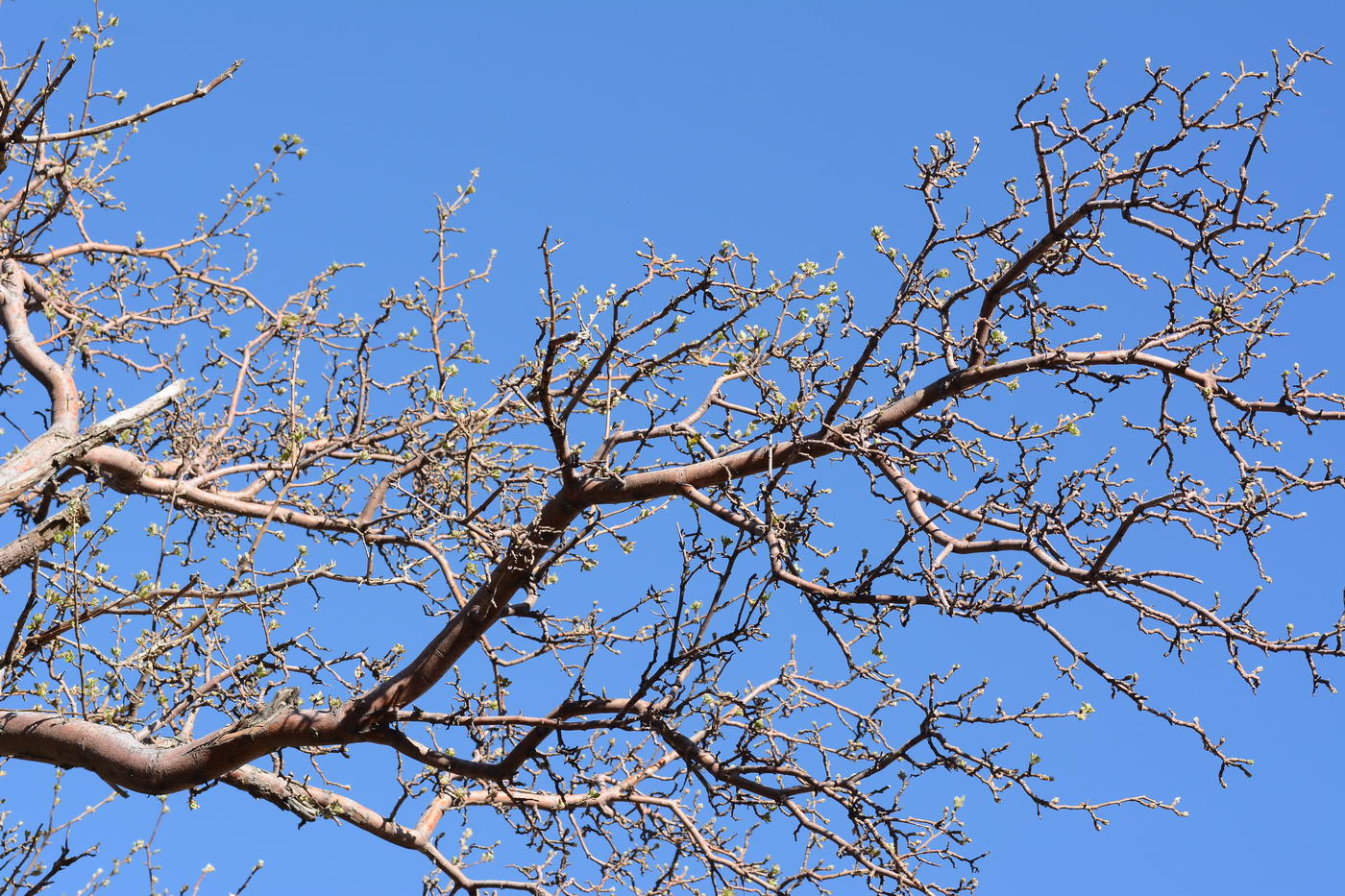 Изображение особи Malus sieversii.