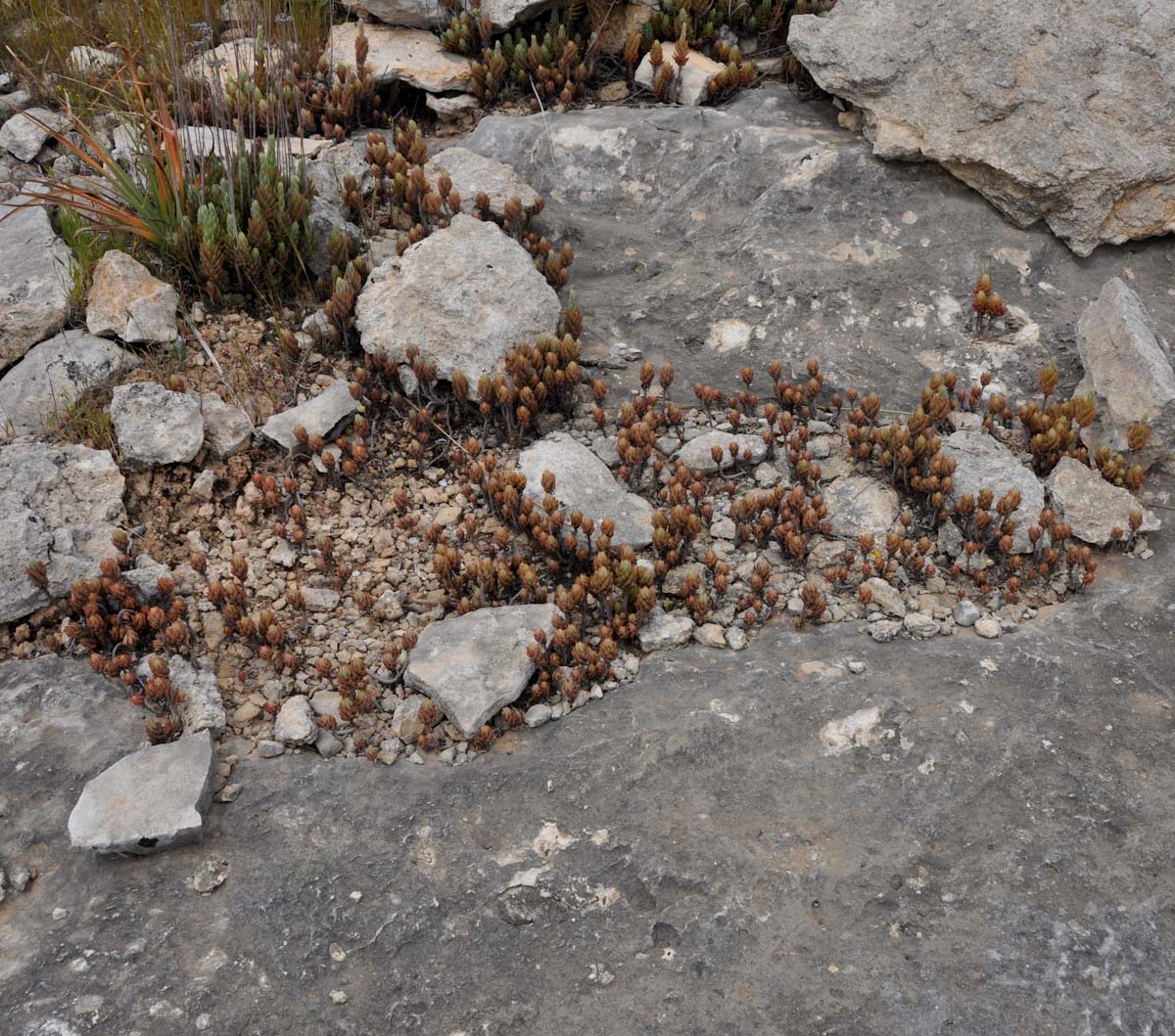 Изображение особи Sedum sediforme.