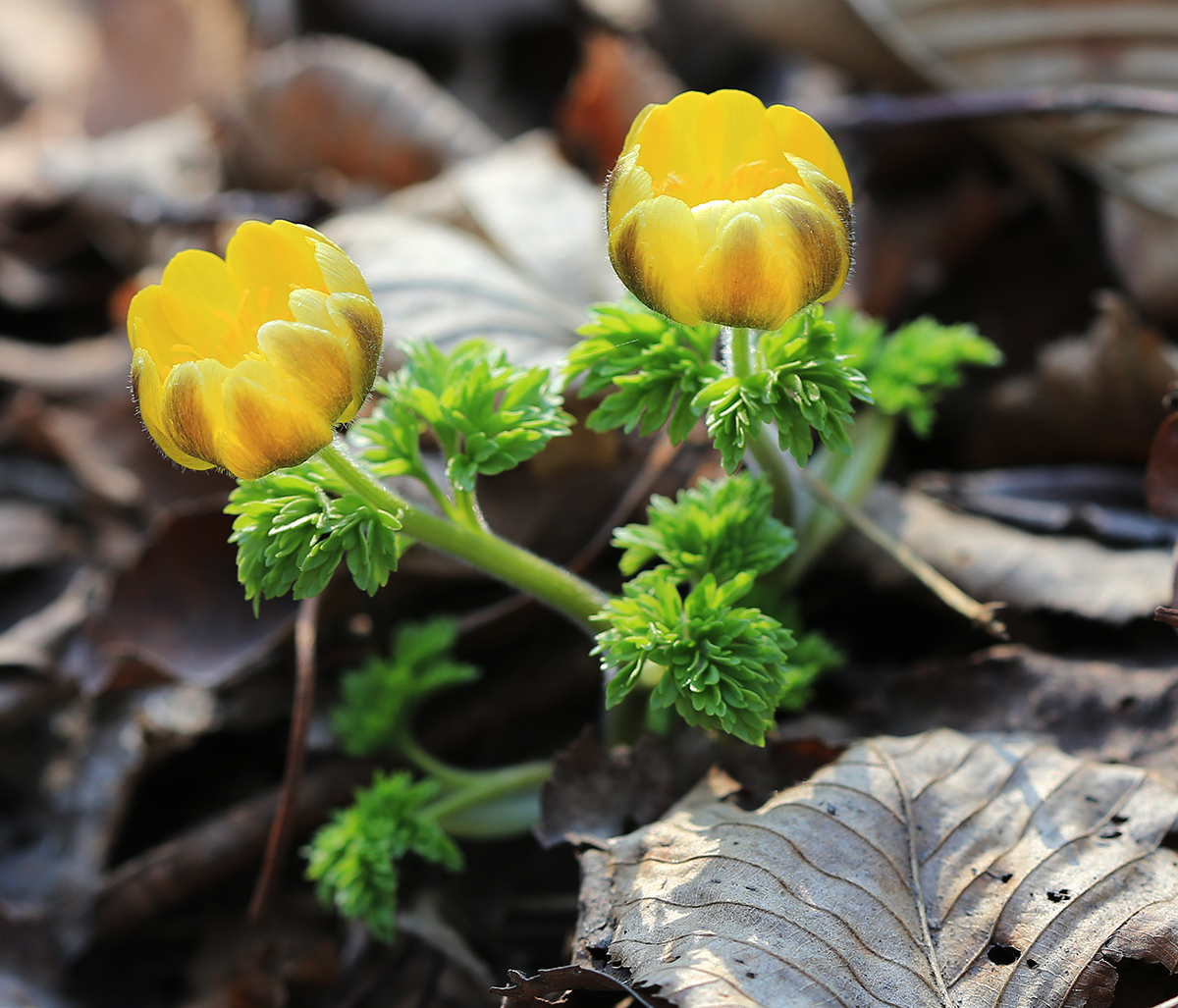 Image of Adonis amurensis specimen.