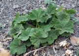 Alcea rugosa