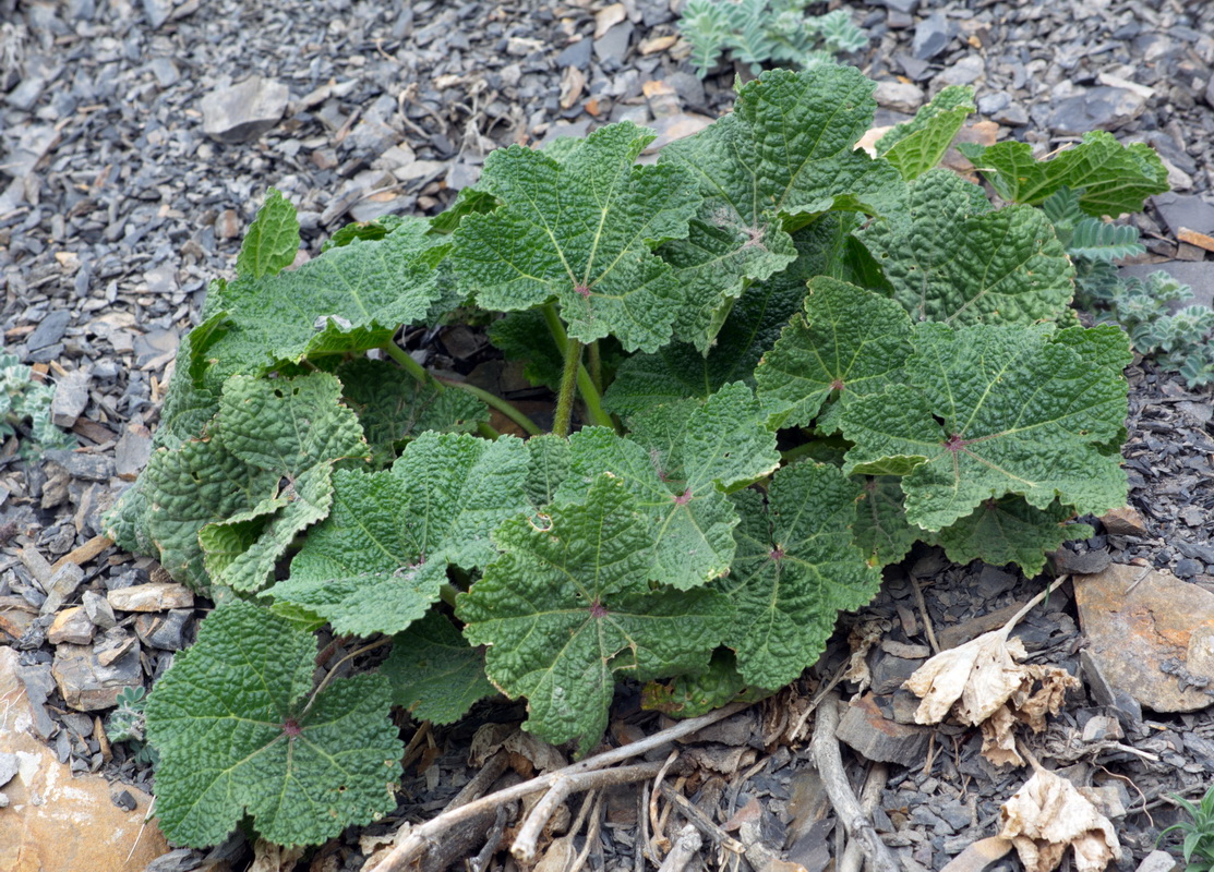 Изображение особи Alcea rugosa.