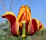 genus Tulipa