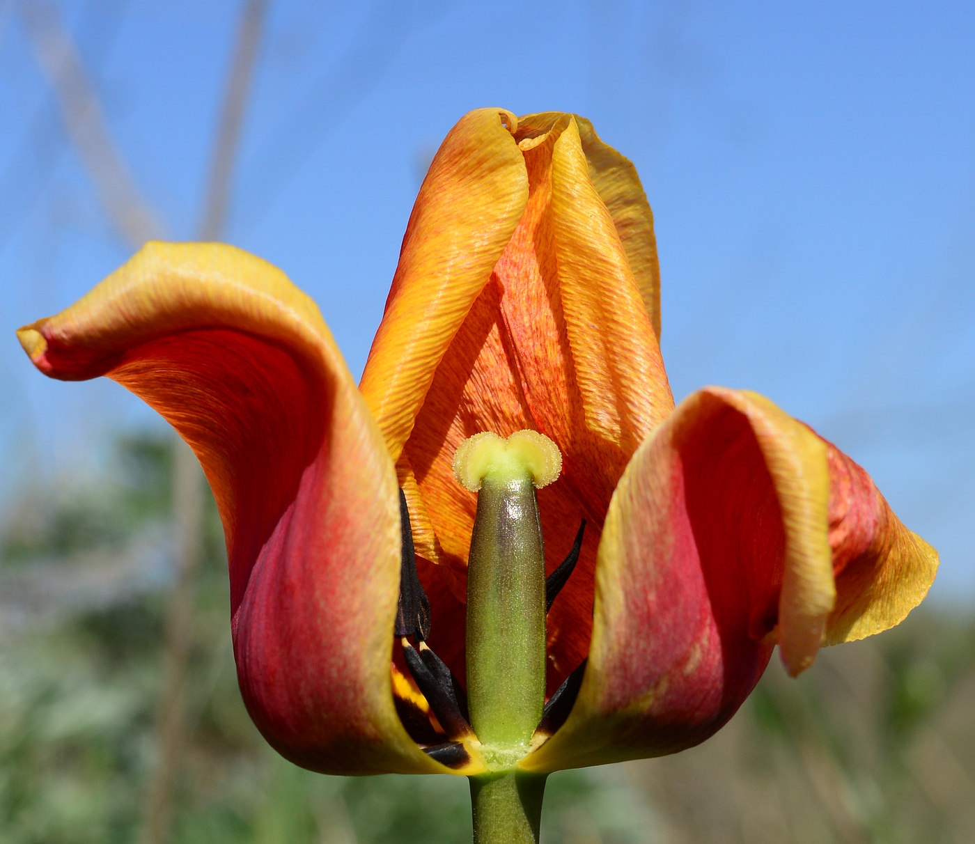 Изображение особи род Tulipa.