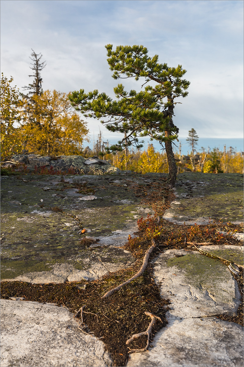 Изображение особи Pinus sylvestris.