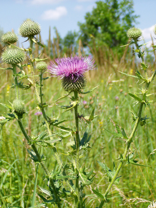 Image of Cirsium serrulatum specimen.