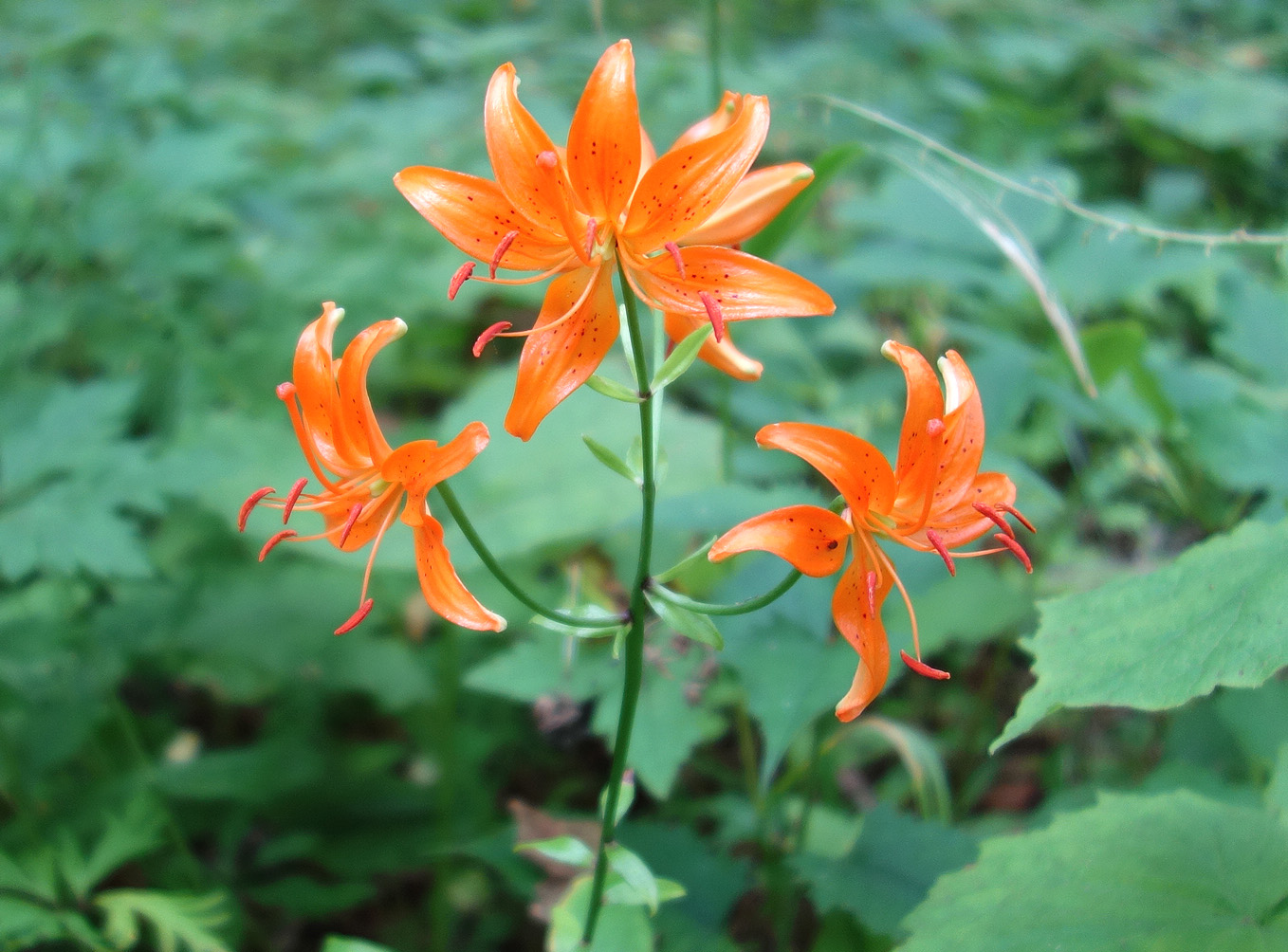 Image of Lilium distichum specimen.