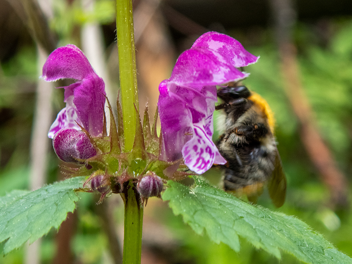 Image of Lamium maculatum specimen.